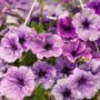 Petunia – Splash Dance Calypso Moonwalk – 10″ Hanging Basket